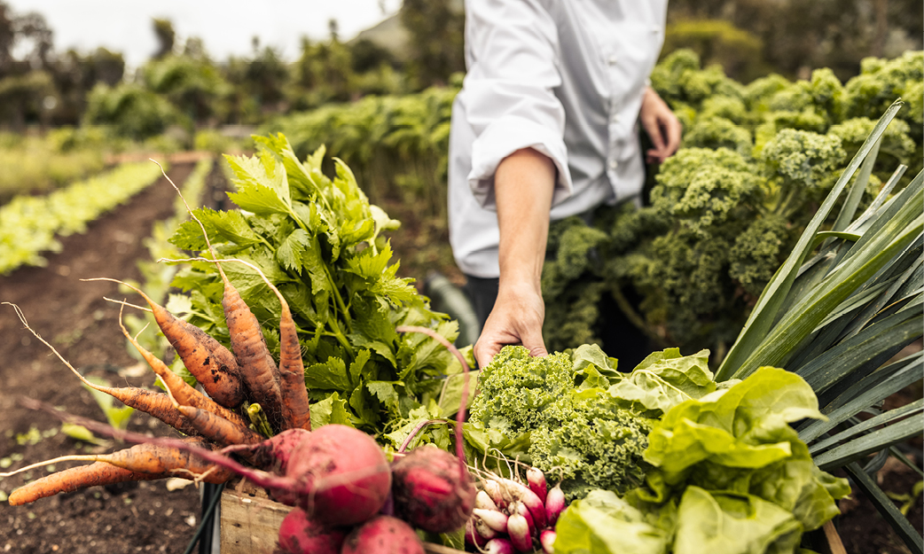 Horticulture - Vegetable Garden