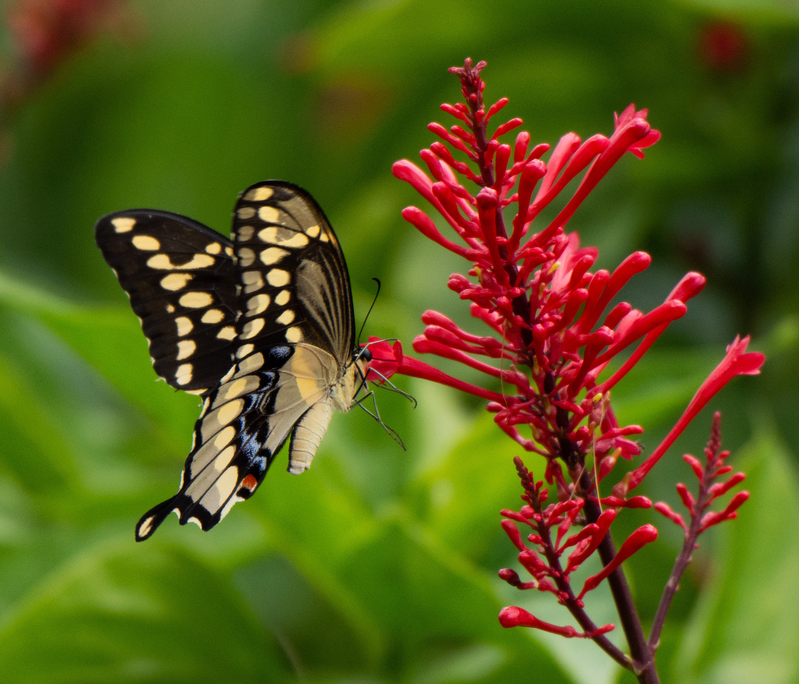 cultivating a winter pollinator refuge